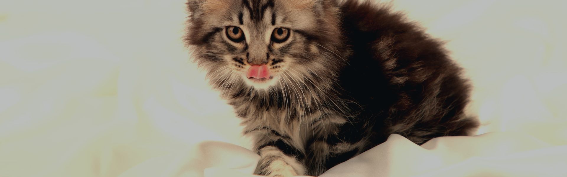 gray kitten licking his lips