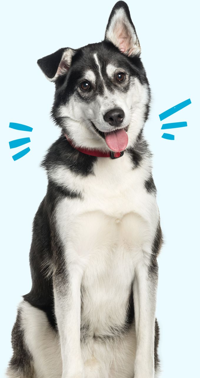 siberian husky labrador retriever dog mix on blue background