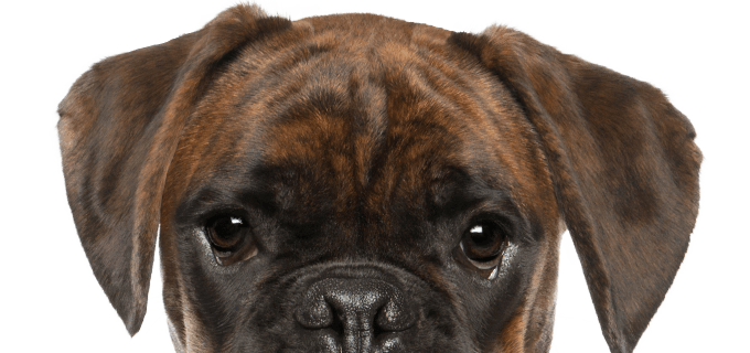 head of a boxer dog on transparent background